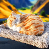 turuncu kedi